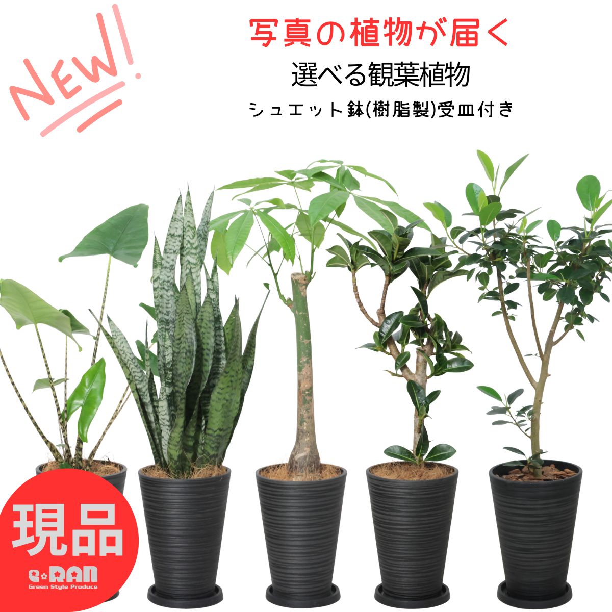 観葉草木の虫打つ手
