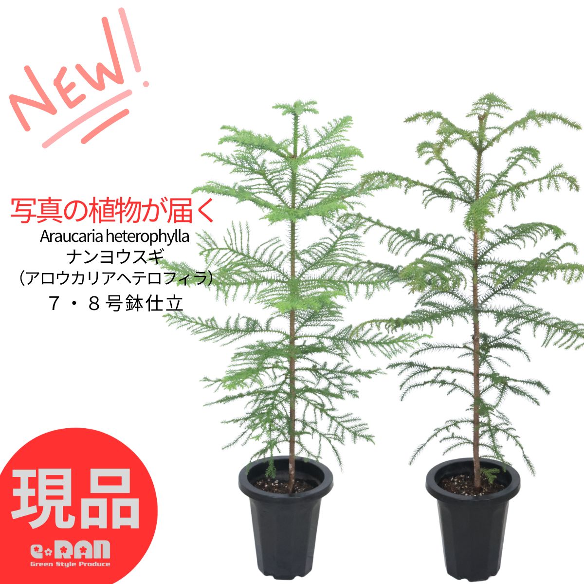 ニオイバンマツリ（観葉植物、庭木、シンボルツリー用） ニオイバンマツリ 6号｜花木10-TU | 花木・庭木 | 赤塚植物園