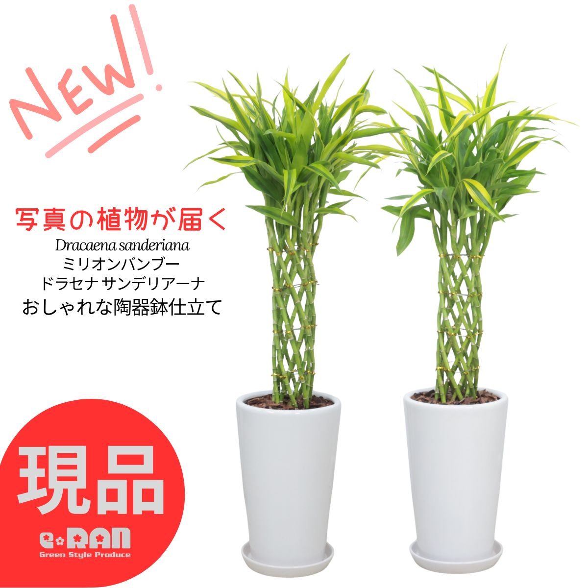 観葉草木の虫打つ手