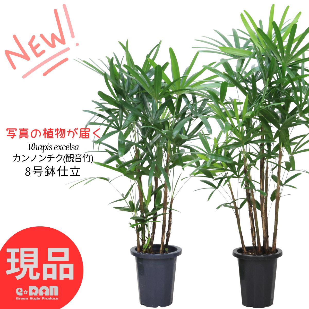 楽天市場】観音竹 乙姫 8号鉢 全高約95cm 陶器 カンノンチク