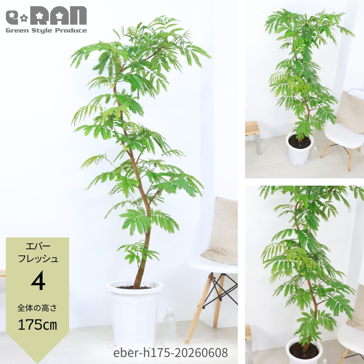 エバーフレッシュ 10号鉢 観葉植物 大型 曲がり樹形 高さ165～180cm