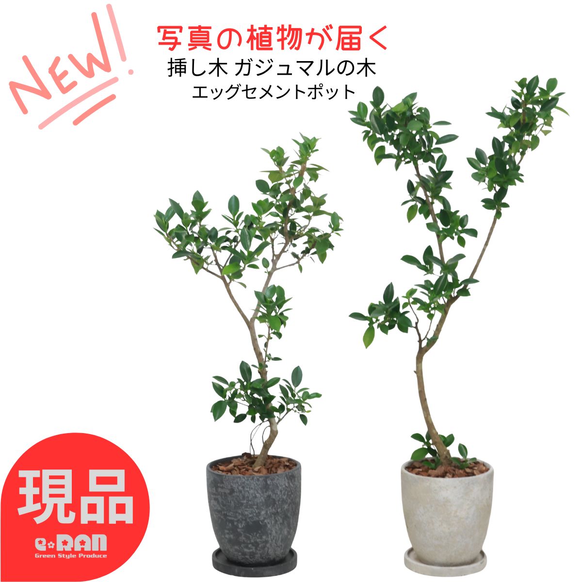 はじめての多肉植物 花・観葉植物-花・ガーデン・DIY