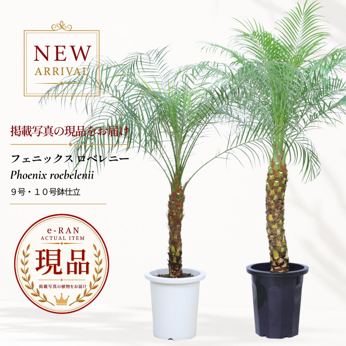 フェニックス ロベレニー 観葉植物 大型 9号 10号鉢 高さ約135～180cm 選べる現品発送 ヤシの木 シンノウヤシ 親王椰子 寒さに強い シンボルツリー 庭木 Phoenix roebelenii｜観葉植物の専門店e-RAN 16,060円
