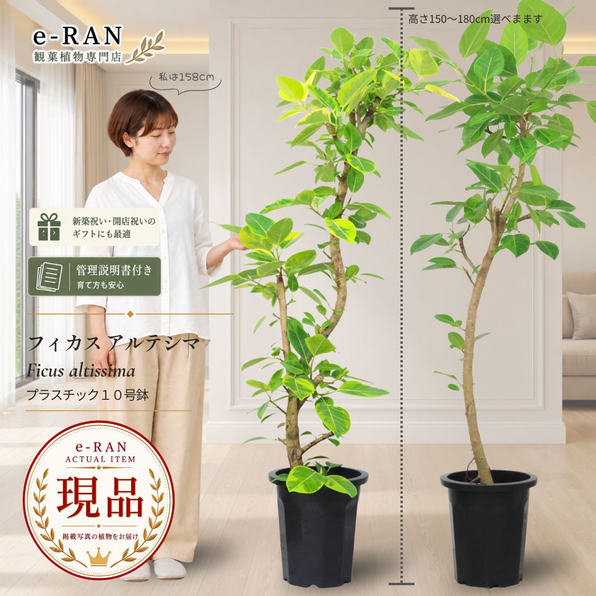 楽天市場】オニヘゴ シダ植物 観葉植物 9号鉢 高さ約150cm 現品発送