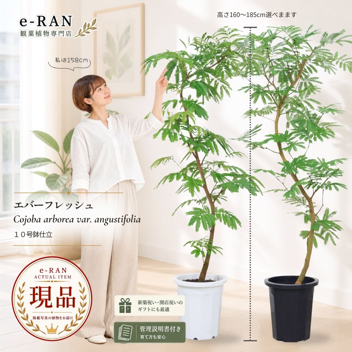 エバーフレッシュ 観葉植物 大型 10号鉢 高さ約170〜185cm 選べる現品