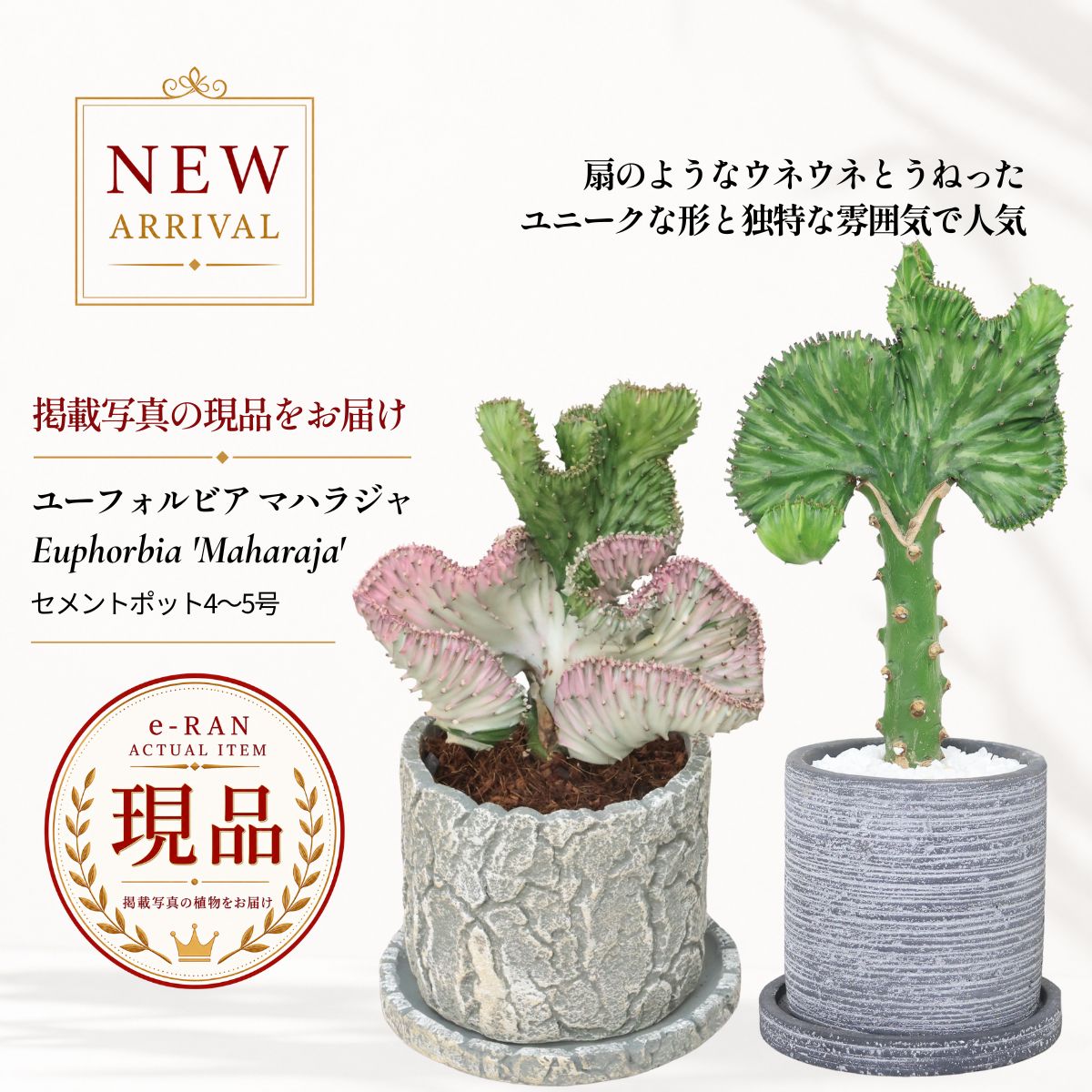 楽天市場】ユーフォルビア（ラクテア：桃色） 4号 プラスチック鉢 1鉢