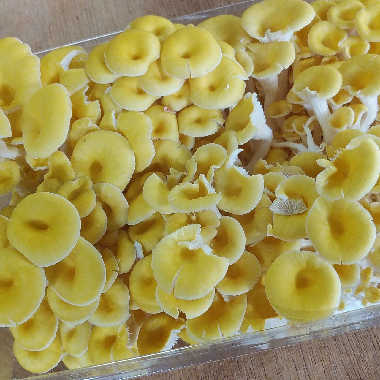 楽天市場】北海道産 たもぎ茸水煮 100g×1袋 送料無料 お取り寄せ