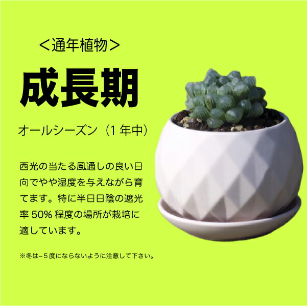 多肉植物 ハオルチア オブツーサ3されこうべ起こす Haworthia Cymbiformis Var Obtusa多肉 植物 寄せ植え セット 新米 オシャレ ハオルチア オブツーサ 卓上サイズ 3号数 Doorswindowsstairs Co Uk