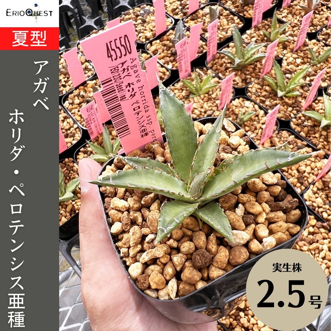 超美品再入荷品質至上! アガベ ホリダ ペロテンシス Agave horrida