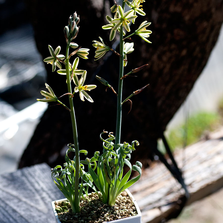 楽天市場 アルブカ コンコルディアナ Albuca Concordiana Eq148 エリオクエスト