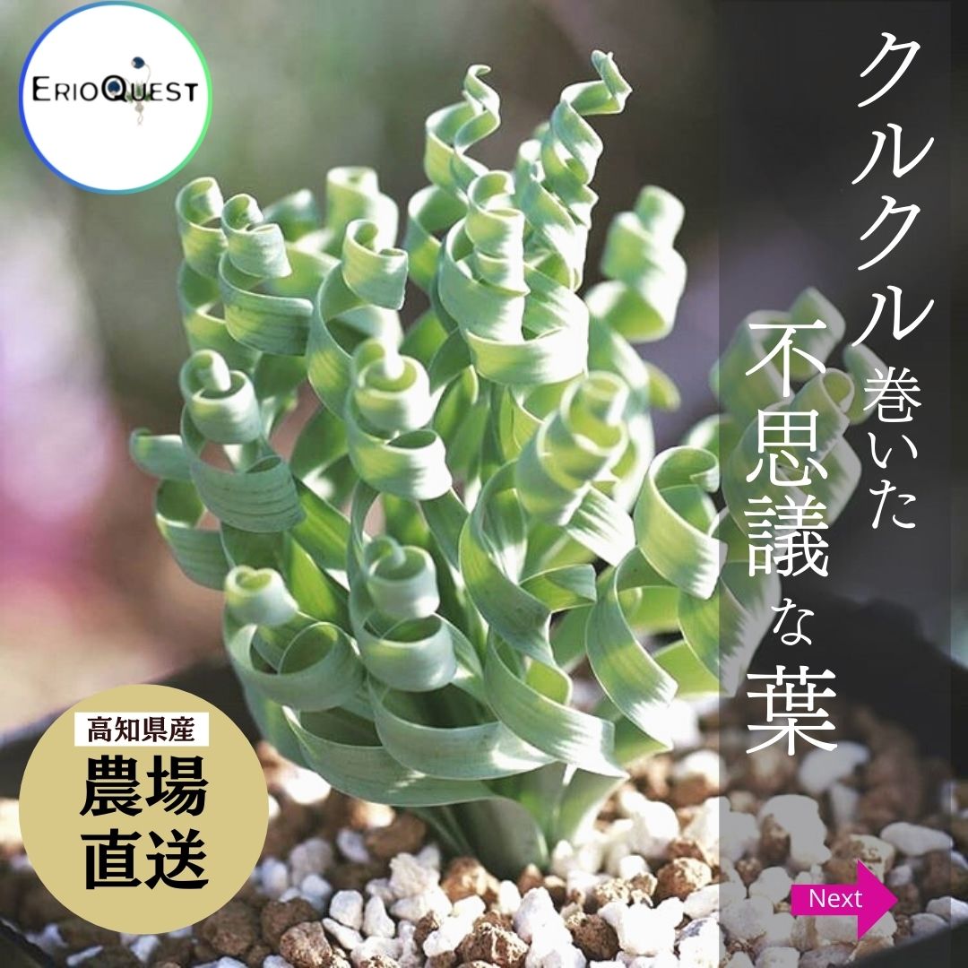 楽天市場 珍奇植物 ビザールプランツ アルブカ コンコルディアナ Albuca Concordiana Eq148 種類 実生 エリオクエスト