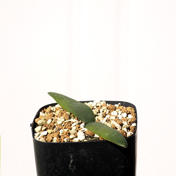 珍奇植物 ブルンスビギア アペンディキュラータ Brunsvigia Appendiculata Gs2381 販売 南アフリカ 球根 Jurisaxis Com