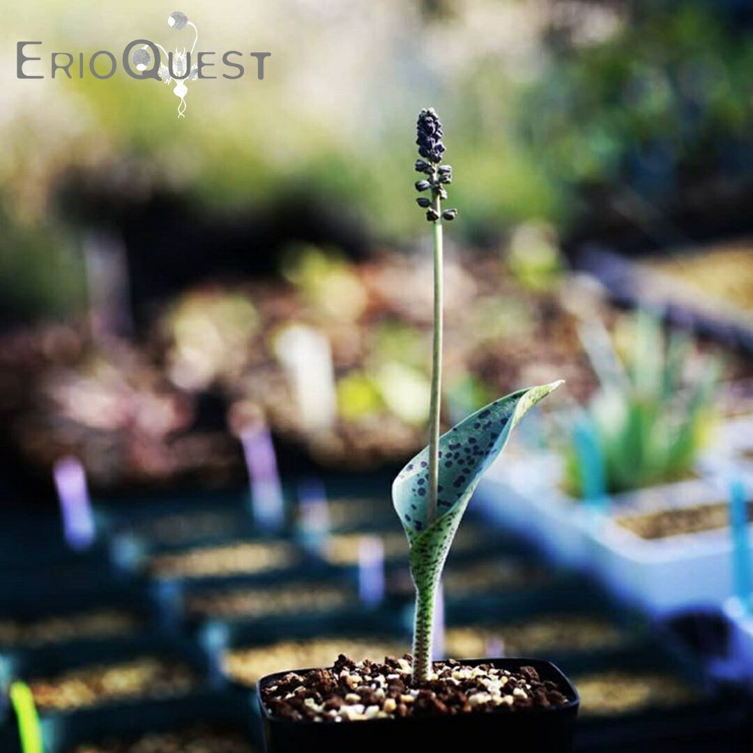 【早い者勝ち★発根済み】　リオスペルマム ケルビコルネ ケープバルブ　76 早い者勝ち☆発根済み】 リオスペルマム ケルビコルネ ケープ