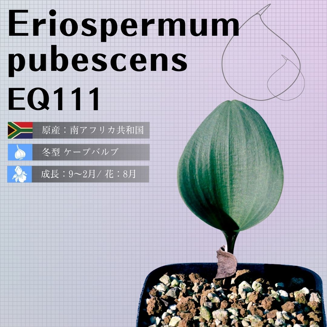 楽天市場】エリオスペルマム アルキコルネ Eriospermum