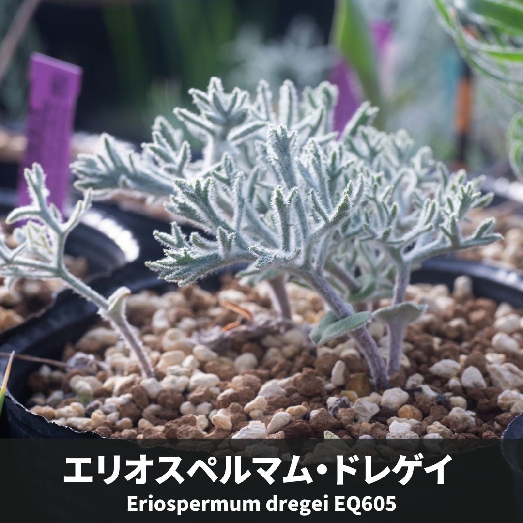 楽天市場】球根植物：エリオスペルマム チタノプソイデス*葉幅