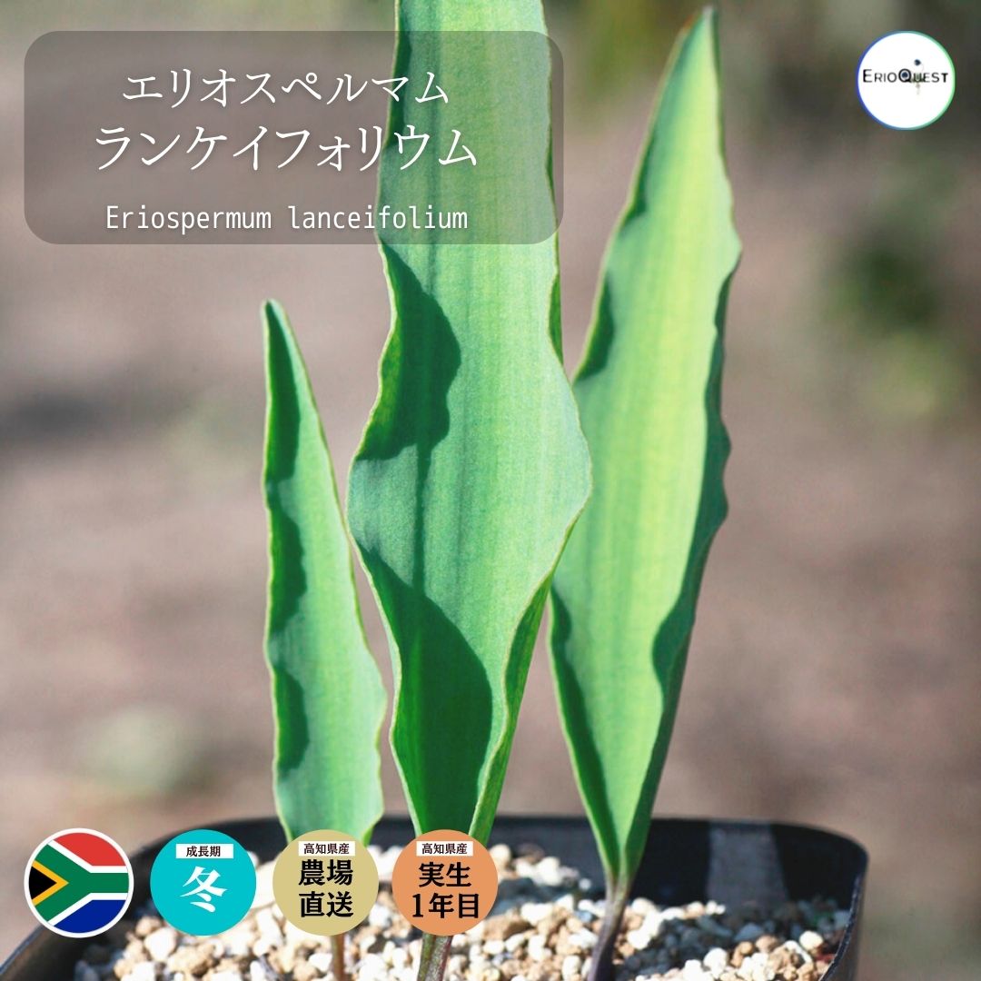 【早い者勝ち★発根済み】　リオスペルマム ケルビコルネ ケープバルブ　76 早い者勝ち☆発根済み】 リオスペルマム ケルビコルネ ケープ