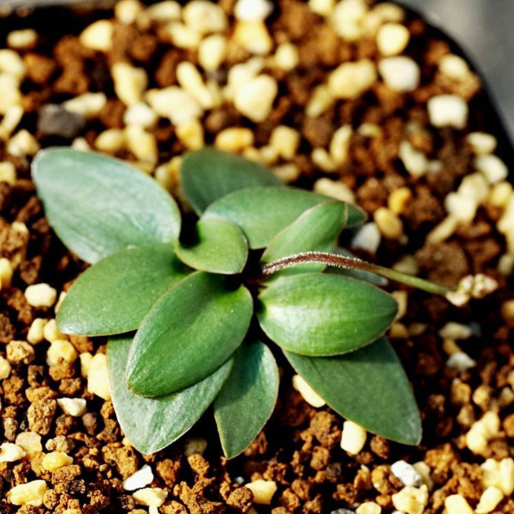 楽天市場】多肉植物 caエリオスペルマム パラドクサム グリーン