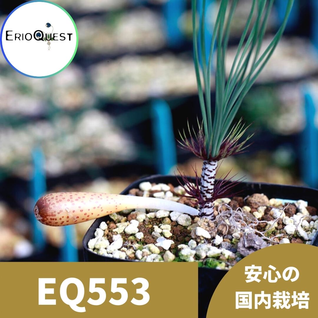 楽天市場 ゲチリス ベルティシラータ Eq553 Gethyllis Verticillata 種類 販売 通販 珍しい 植物 球根 希少 南アフリカ エリオクエスト