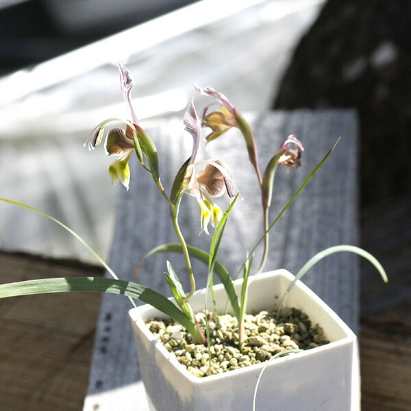 グラジオラス ウイシアエ Gladiolus Uysiae Eq465 花言葉 根球 Hotjobsafrica Org