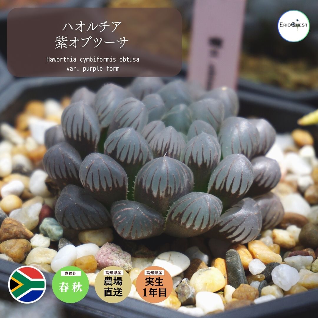 楽天市場 多肉植物 ハオルチア キンビフォルミス 紫 オブツーサ Haworthia Cymbiformis Var Purple Form エケベリア セダム シンビフォルミス エリオクエスト