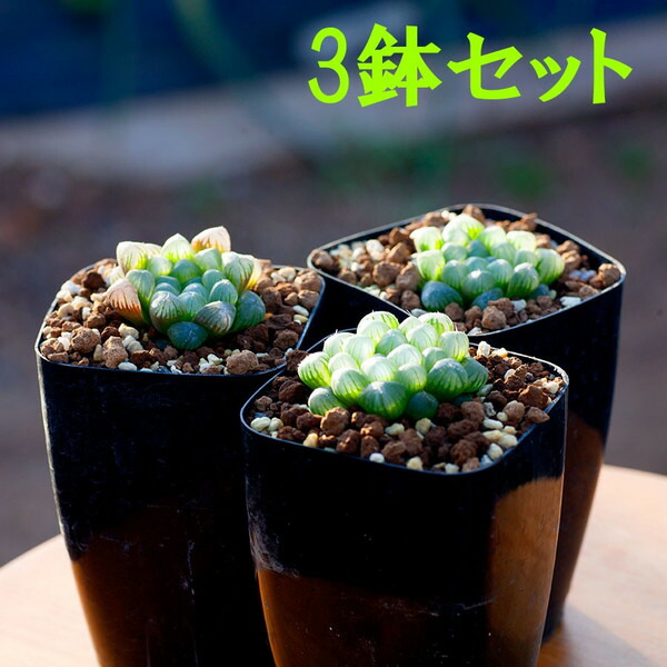 多肉植物 ハオルチア オブツーサ3鉢セット Haworthia Cymbiformis Var Obtusa多肉 植物 寄せ植え セット 初心者 オシャレ ハオルチア オブツーサ 卓上サイズ 3号 Crunchusers Com