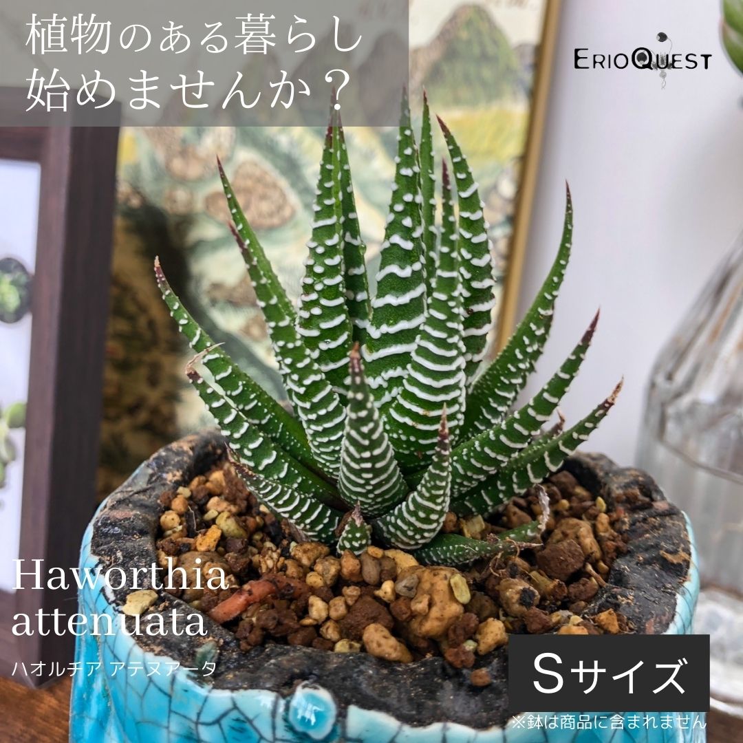 楽天市場 多肉植物 ハオルチア アテヌアータ 十二の巻 Haworthia Attenuata エリオクエスト