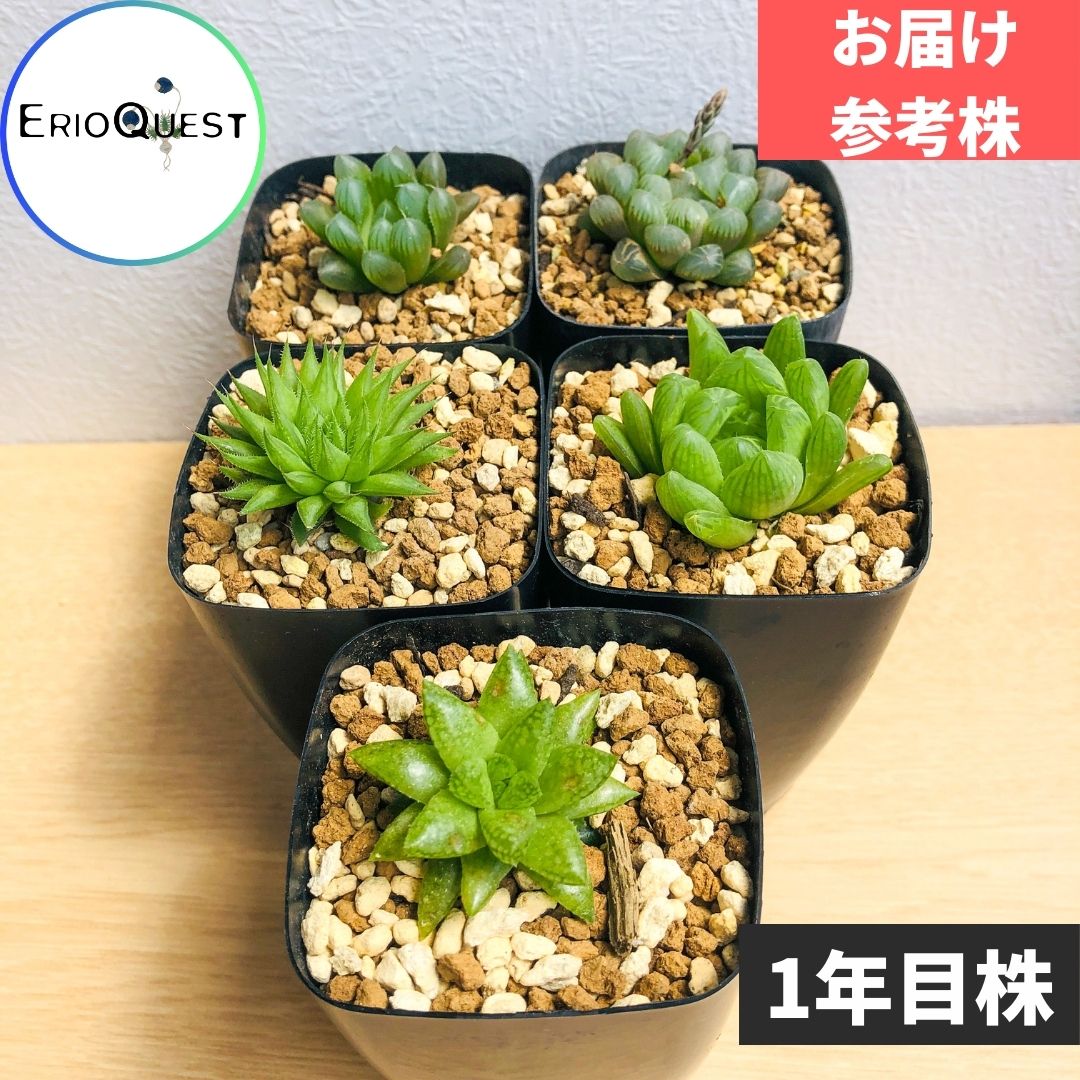 多肉植物 寄せ植え ハオルチア 揃い 5 階級 観葉植物 短かい ファーニチャー Haworthia 格好のいい インテリア 植木鉢 おしゃれ パキラ ミニ モンステラ セット 小さい 棚 卓上 ハイドロ一般教養 サンスベリア ヘデラ 転居祝宴 建設祝 北欧 ミニ観葉植物 ガジュマル