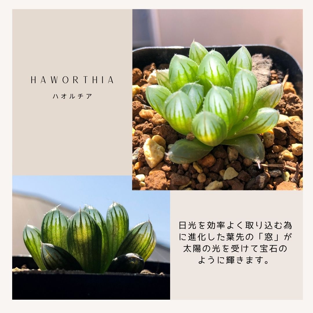 多肉植物 寄せ植え ハオルチア セット 5 種類 観葉植物 小さい インテリア Haworthia おしゃれ インテリア 鉢 おしゃれ パキラ ミニ モンステラ セット 小さい 棚 卓上 ハイドロカルチャー サンスベリア ヘデラ 引っ越し祝 新築祝 北欧 ミニ観葉植物 ガジュマル Educaps