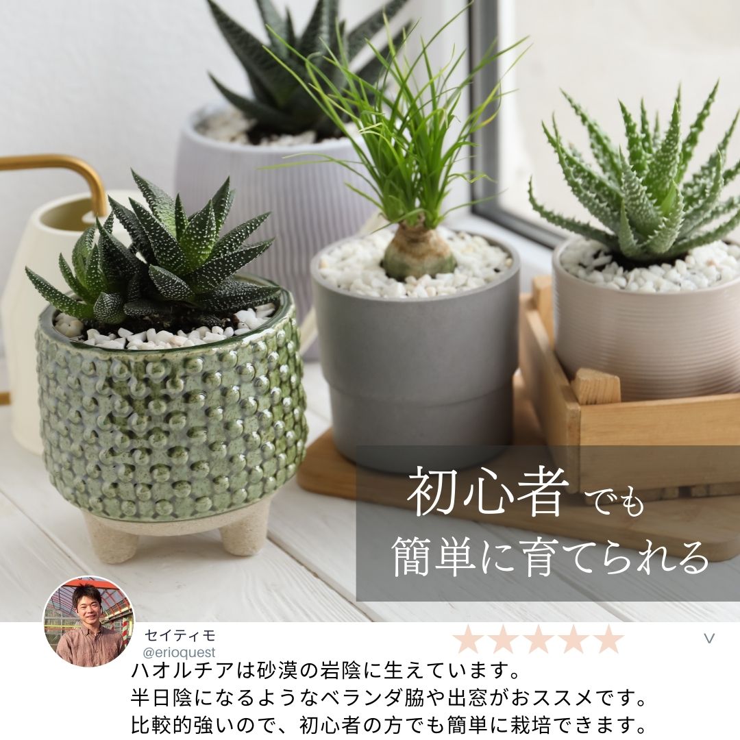 多肉植物 寄せ植え ハオルチア セット 5 種類 観葉植物 小さい インテリア Haworthia おしゃれ インテリア 鉢 おしゃれ パキラ ミニ モンステラ セット 小さい 棚 卓上 ハイドロカルチャー サンスベリア ヘデラ 引っ越し祝 新築祝 北欧 ミニ観葉植物 ガジュマル Educaps