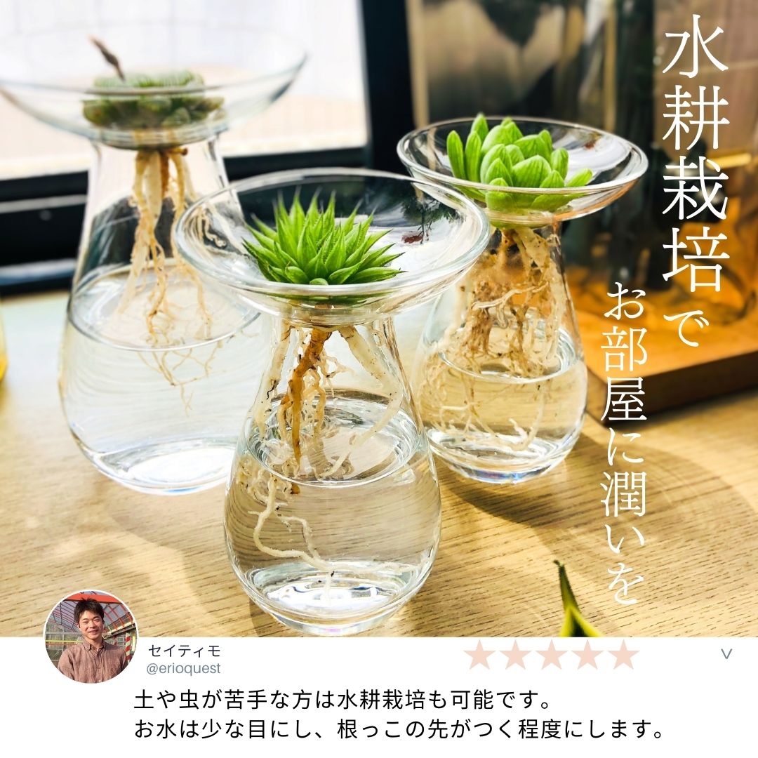 多肉植物 寄せ植え ハオルチア 揃い 5 階級 観葉植物 短かい ファーニチャー Haworthia 格好のいい インテリア 植木鉢 おしゃれ パキラ ミニ モンステラ セット 小さい 棚 卓上 ハイドロ一般教養 サンスベリア ヘデラ 転居祝宴 建設祝 北欧 ミニ観葉植物 ガジュマル