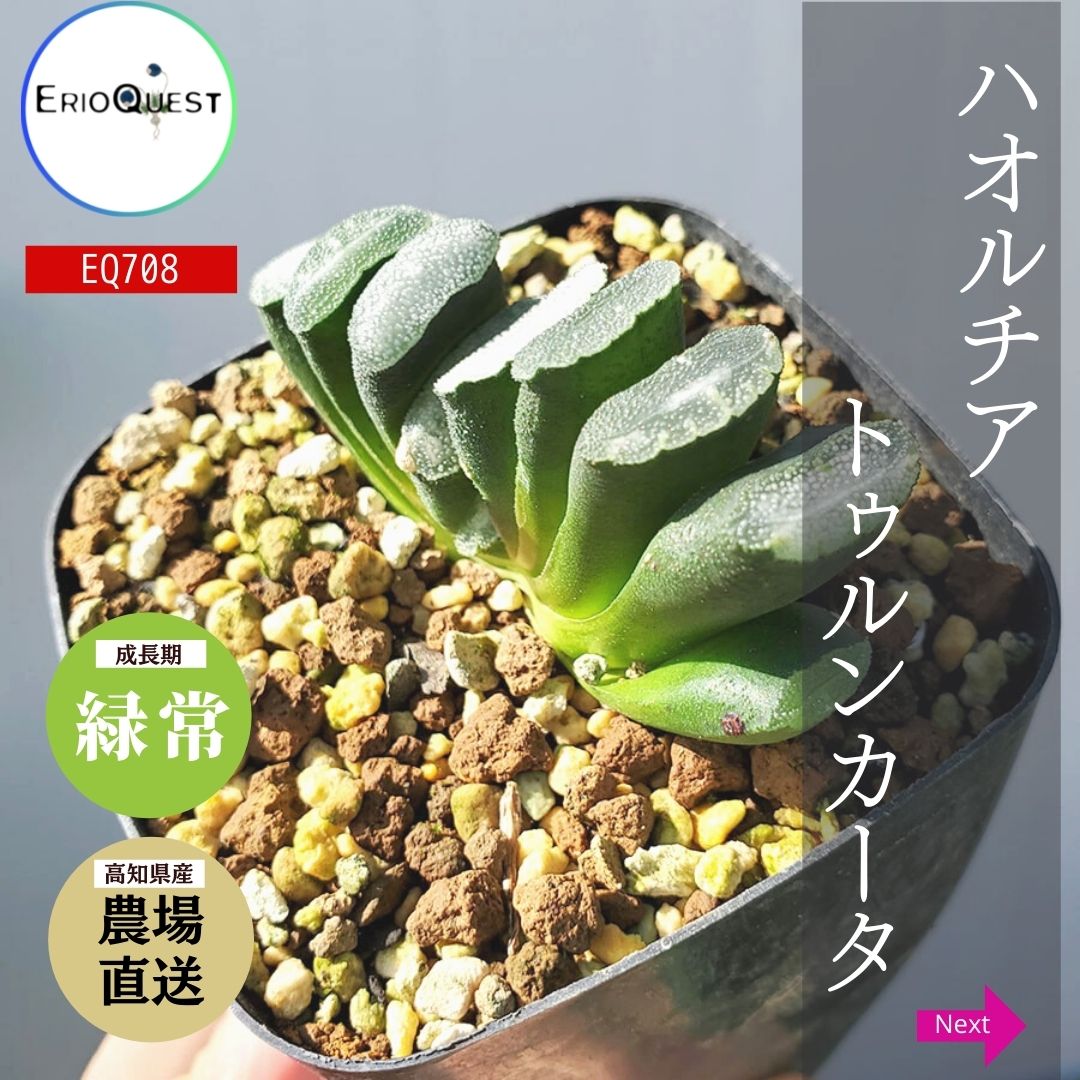 楽天市場】多肉植物 ハオルチア アテヌアータ 十二の巻 Haworthia attenuata 通販 実生 2.5号 エケベリア セダム 観葉植物  インテリア エリオクエスト : エリオクエスト