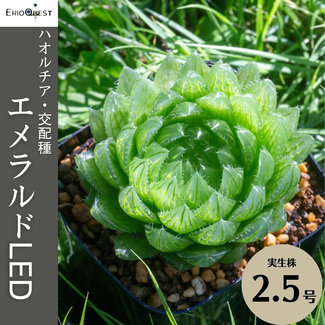 楽天市場】多肉植物 ハオルチア アテヌアータ 十二の巻 Haworthia attenuata 通販 実生 2.5号 エケベリア セダム 観葉植物  インテリア エリオクエスト : エリオクエスト