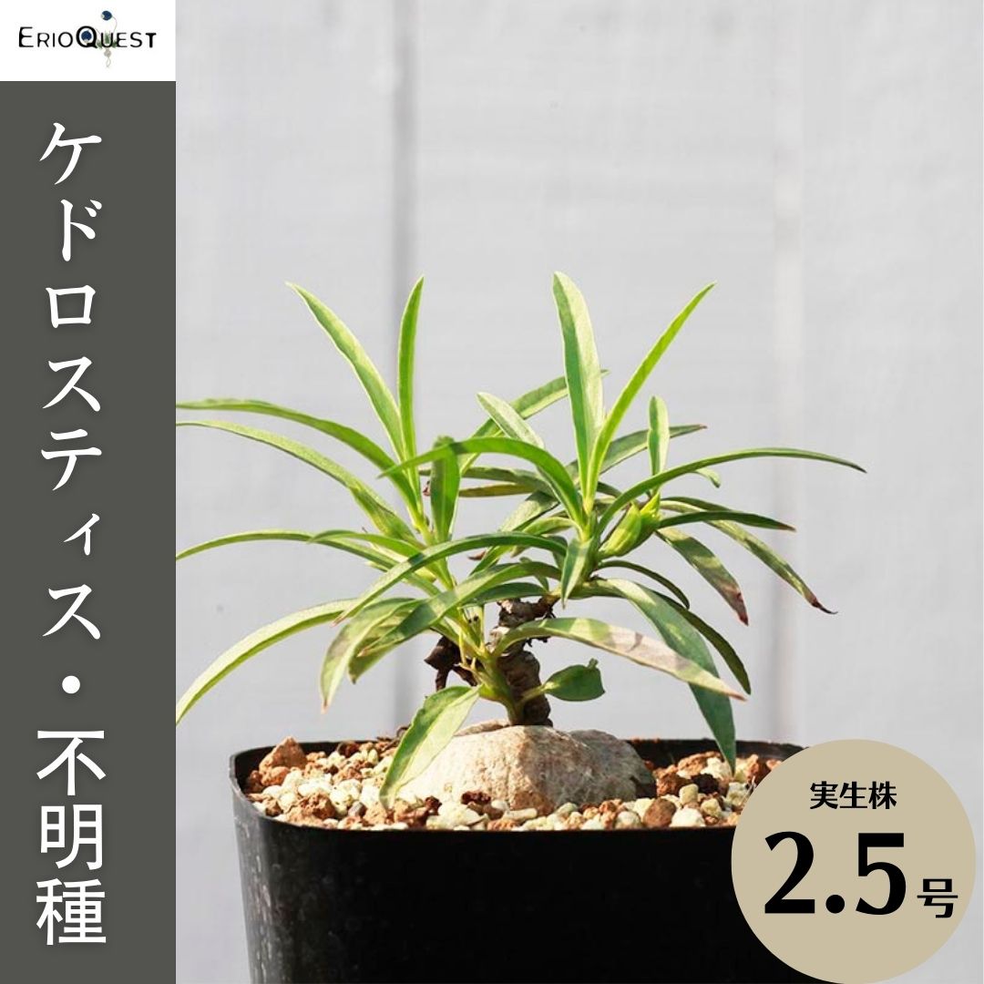 安全Shopping 南アフリカ 球根 EQ1085 ケープバルブ アマリリド グランディフローラ 多肉植物 ゲチリス ククマクランカ 珍奇植物  grandiflora 小さい Gethyllis 観葉植物 エリオクエスト ビザールプランツ 花・観葉植物