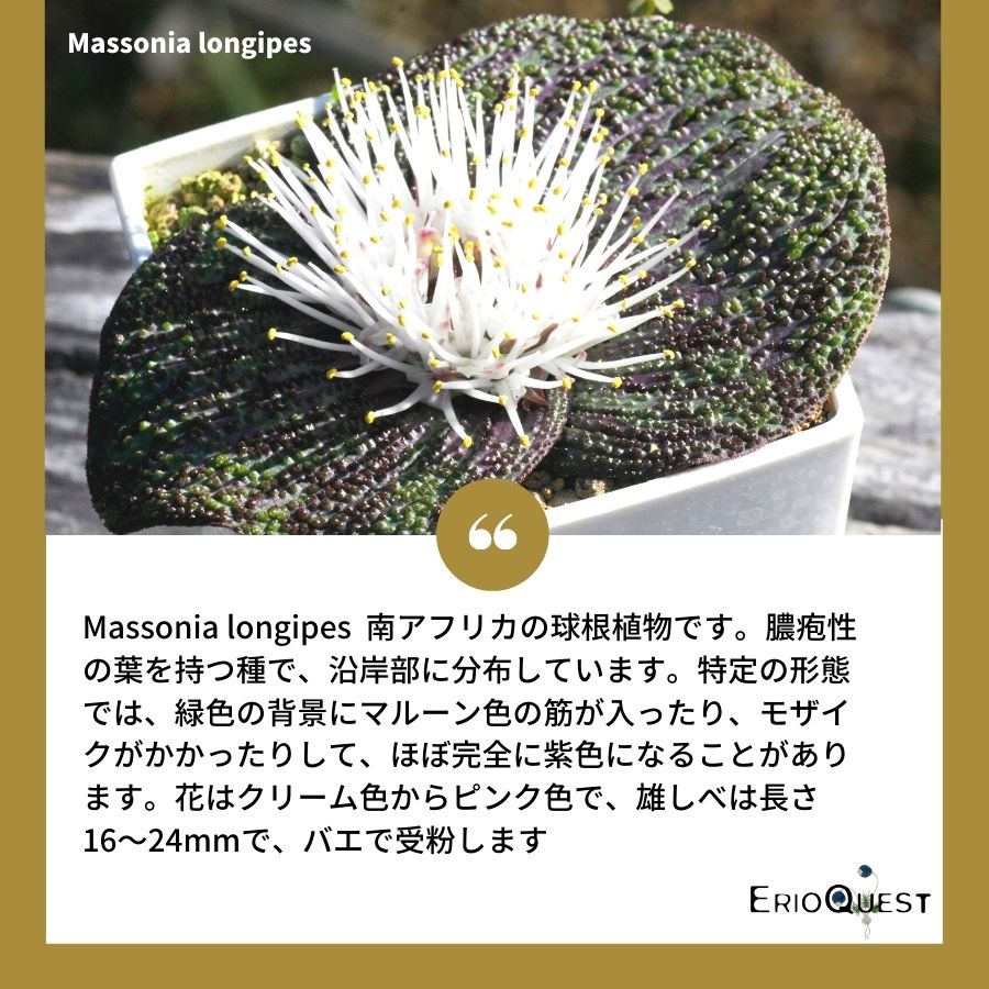 楽天市場 マッソニア ロンギペス Massonia Longipes 種類 販売 通販 植物 Eq870 南アフリカ 球根 珍奇植物 エリオクエスト