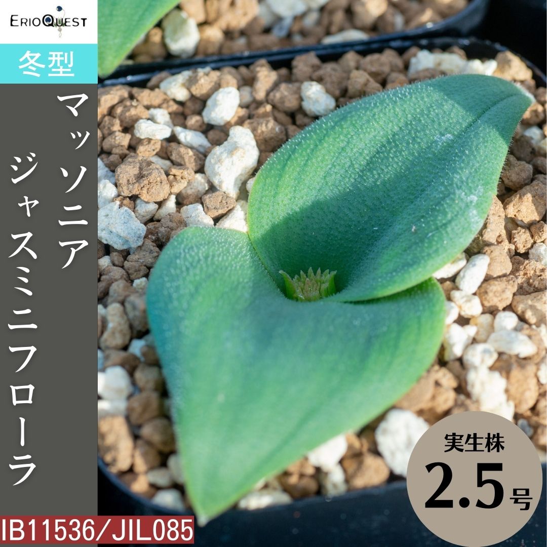 楽天市場】ゲチリス ベルティシラータ Gethyllis verticillata 楽天市場】ゲチリス ベルティシラータ Gethyllis verticillata