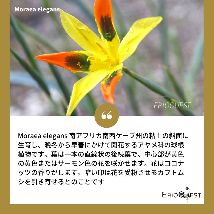 モラエア エレガンス オレンジイエロー Moraea Elegans Orange Yerrow Educaps Com Br