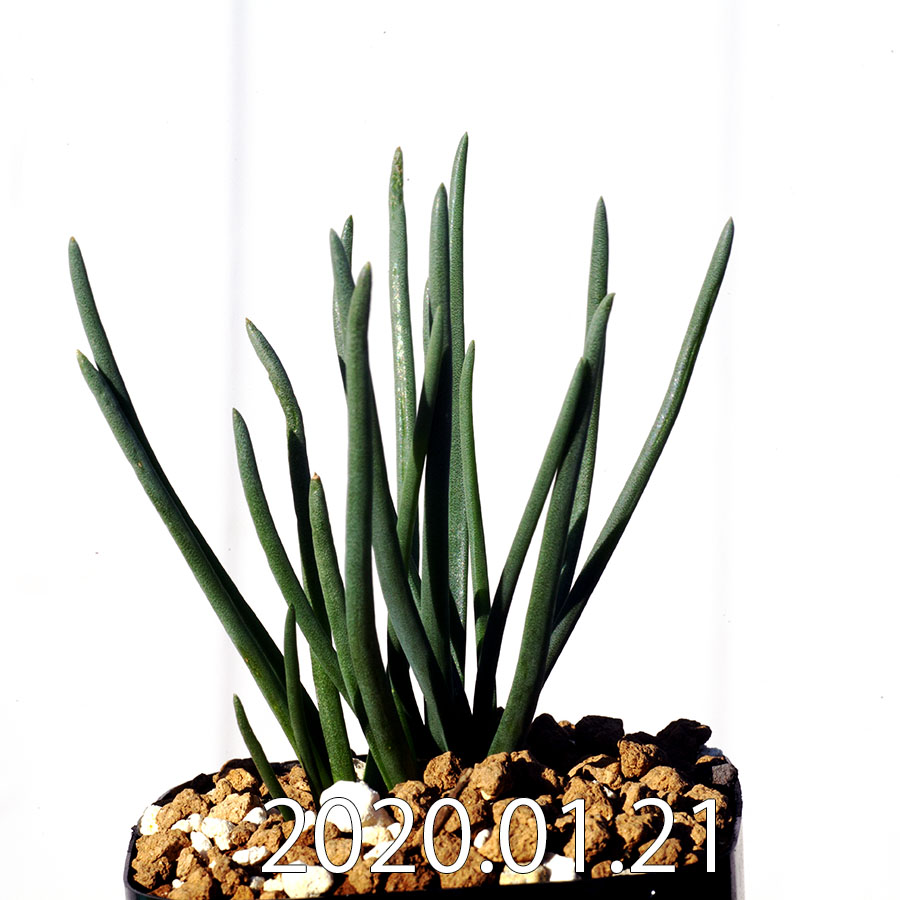 オーニソガラム ムルチフォリウム Ornithogalum Multifolium Eq857 種類 花 球根 Corcoranglass Com