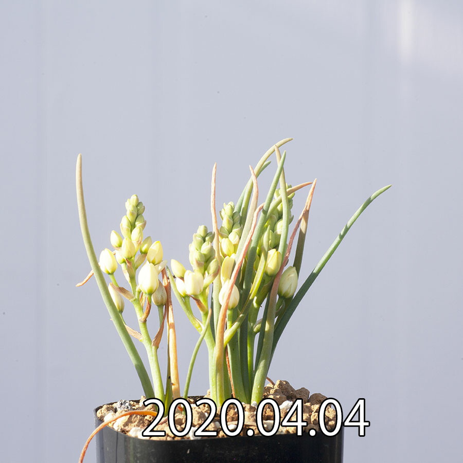 オーニソガラム ムルチフォリウム Ornithogalum Multifolium Eq857 種類 花 球根 Educaps Com Br