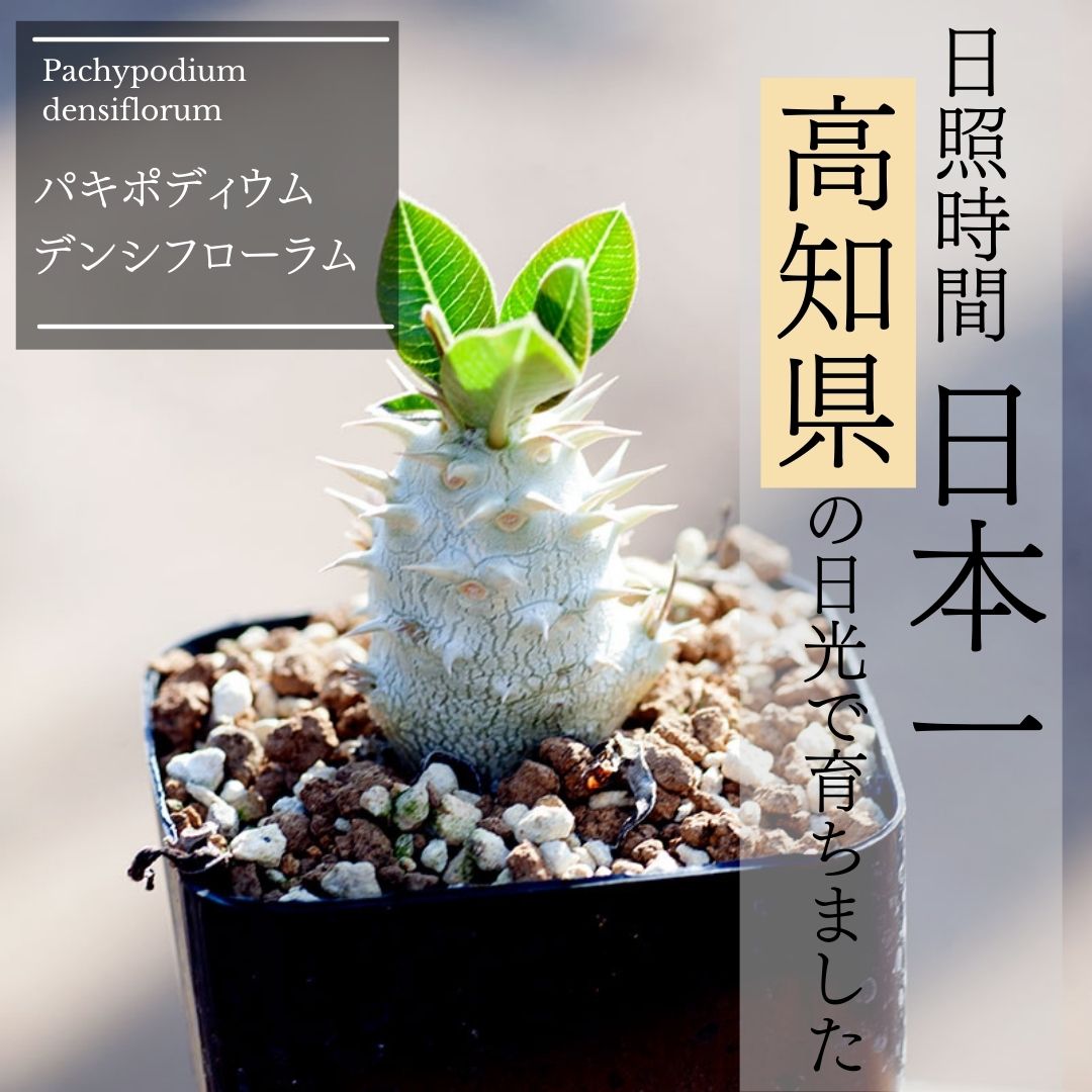 楽天市場 パキポディウム デンシフローラム 塊根 コーデックス Pachypodium Densiflorum 塊根植物 コーデックス 種類 エリオクエスト