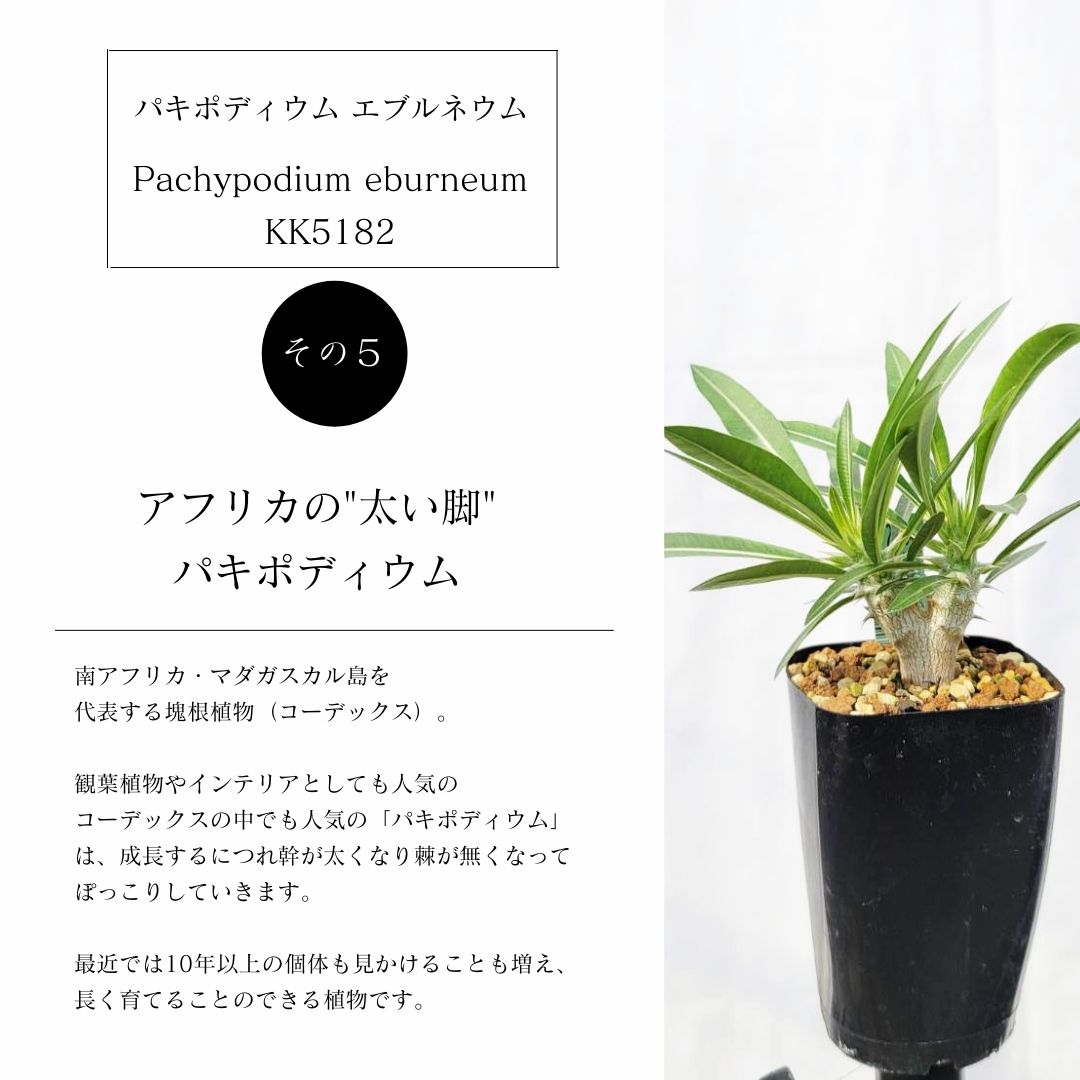 観葉植物 小さい コーデックス 塊根 植物 パキポディウム エブルネウム 種類 Pachypodium Eburneum Kk51 Educaps Com Br