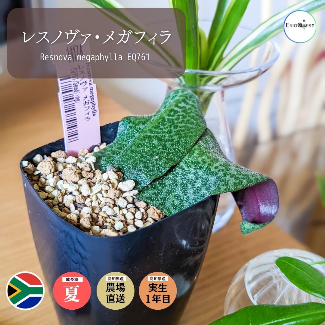 使い勝手の良い】 多肉植物 ケープバルブ 観葉植物 小さい 珍奇植物 ビザールプランツ 南アフリカ 球根 ドリミオプシス アトロプルプレア EQ756  Drimiopsis atropurpurea xn--krntner-pflege-service-04b.at