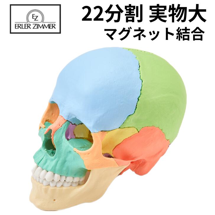 Erler Zimmer (エルラージマー) ２２分割 頭蓋骨 模型 マグネット結合 解剖学 オステオパシー DVDマニュアル付 骨格模型 骨格標本
