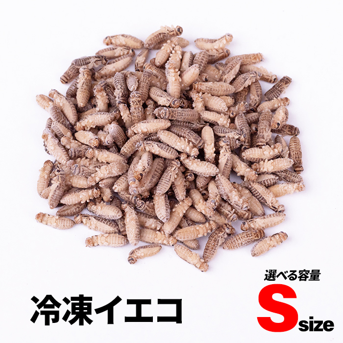 楽天市場】冷凍コオロギ メガ L 2.4cm-2.9cm程 100g 300g 500g 1kg 