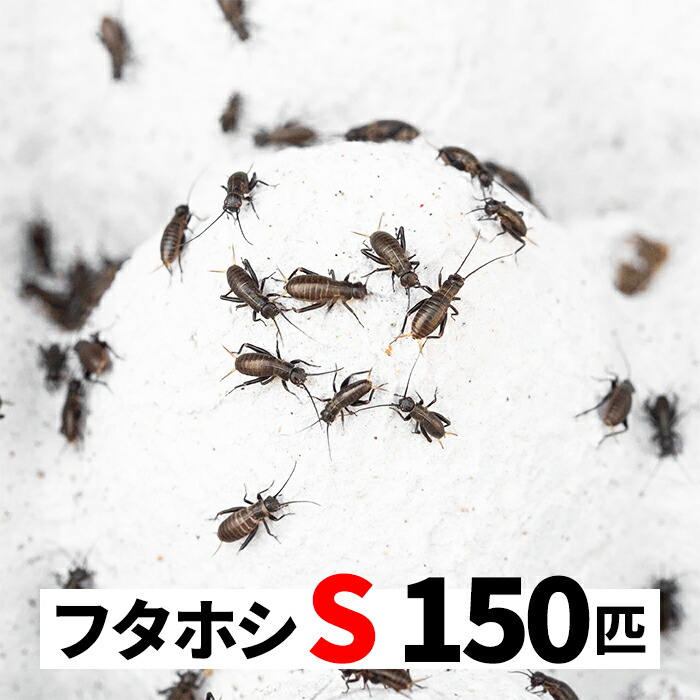 fks150.jpg