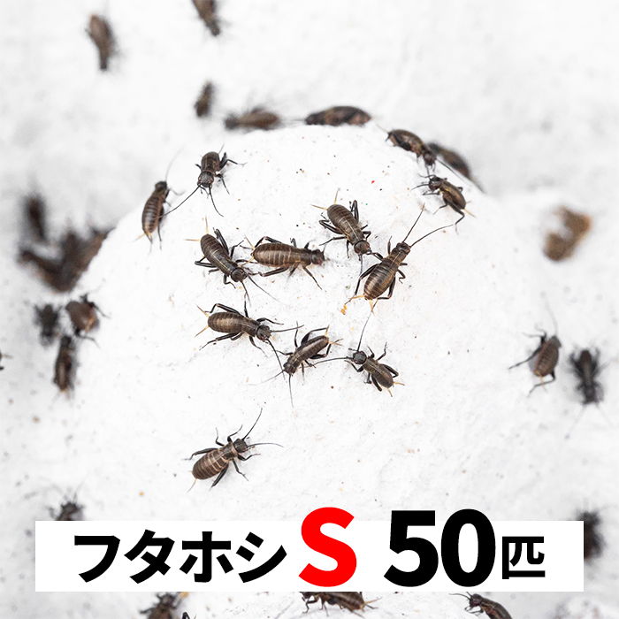 ポポポンタ　猛禽類爬虫類　餌　230＋α フタホシコオロギ ML 約20匹(10グラム) 爬虫類 両生類 大型魚 餌