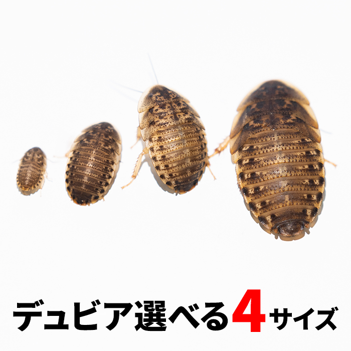 楽天市場】冷凍コオロギ メガ L 2.4cm-2.9cm程 100g 300g 500g