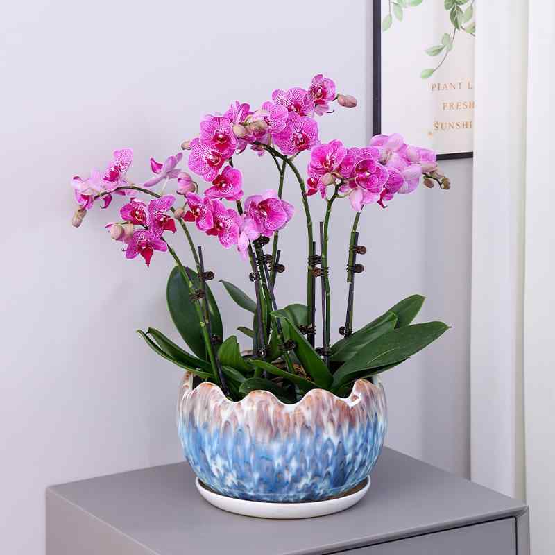 植木鉢 陶器 レディース ヒョウ柄 卓上式 受け皿付き 虎皮蘭 胡蝶蘭 観葉植物 鉢植え 室内
