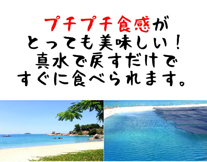 【新規出店超ゲリラ!】【メール便で送料無料】【海ぶどう4袋】居酒屋さんも実際に使ってくれています。5倍に膨らむ大容量!赤字覚悟のこのお値段と鮮度味で勝負!きれいな海で育ったこのプチプチ食感がたまりません。本格沖縄味【常温】【お中元】