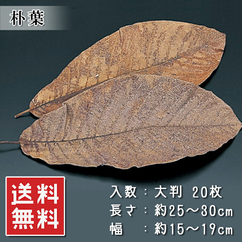 楽天市場】朴葉 大判 20枚 ほうば 常温 送料無料 楽天ランキング1位