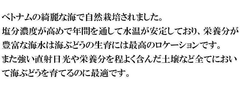 (メール便)(海ぶどう 4袋)居酒屋さんも実際に使ってくれています 5倍に膨らむ大容量 赤字覚悟のこのお値段と鮮度 味で勝負 きれいな海で育ったこのプチプチ食感がたまりません 本格沖縄味(常温) (メール便)(海ぶどう 4袋)居酒屋さんも実際に使ってくれています 5倍に膨らむ大容量 赤字覚悟のこのお値段と鮮度 味で勝負 きれいな海で育ったこのプチプチ食感がたまりません 本格沖縄味(常温)